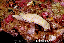 Nudibranch. by Alexander Nikolaev 